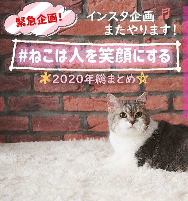 緊急インスタ企画❣️????????「#ねこは人を笑顔にする 2020年総まとめ」を、大大大募集します????????❤️ | ネコ・パブリッシング